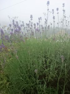 Auf dem Bild sind Lavendelblumen abgebildet